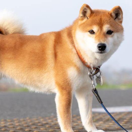 Japanese dog that looks like hot sale a fox